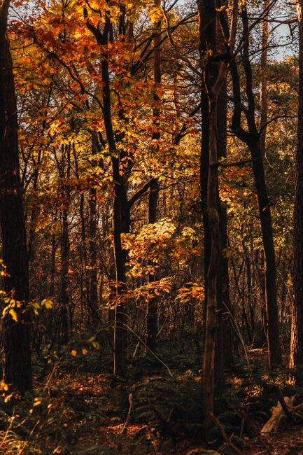 Serene autumn forest scene with bright orange and yellow leaves casting warm light.