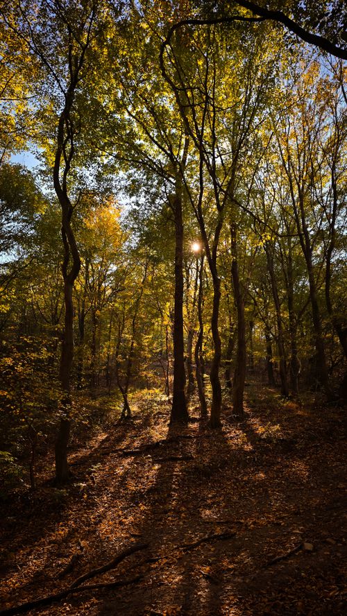 Free Beautiful sunlit forest in autumn with tall trees and colorful foliage. Stock Photo