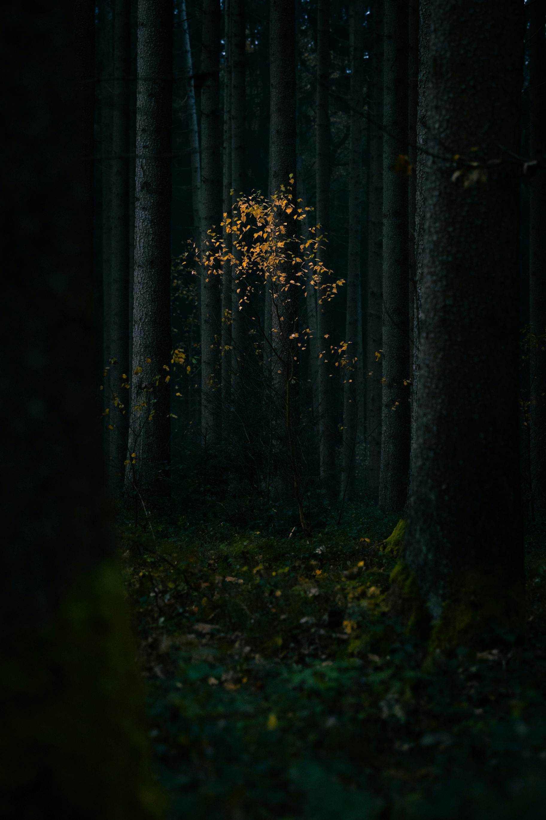 A dark and atmospheric forest scene with highlighted yellow autumn leaves.