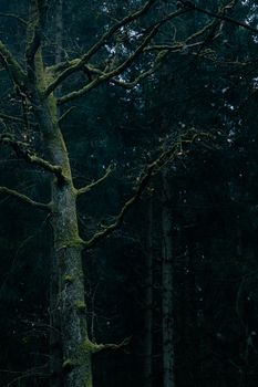 Dark and atmospheric forest with a moss-covered tree creating a moody scene.