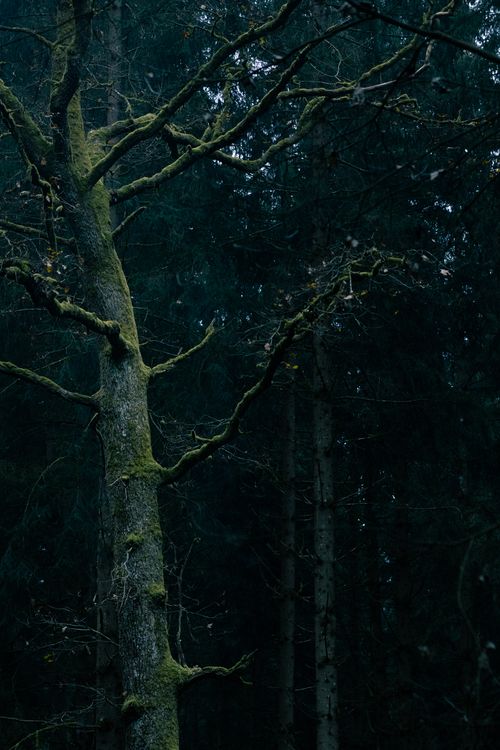 Free Dark and atmospheric forest with a moss-covered tree creating a moody scene. Stock Photo