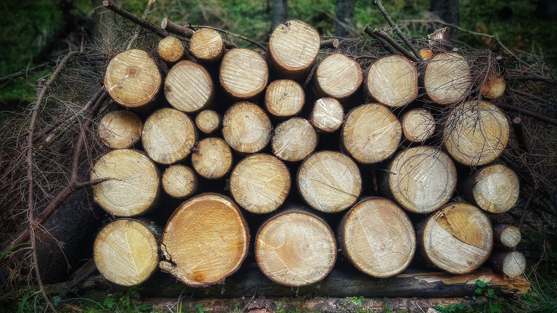 Pile of neatly stacked timber logs in a forest in Zakopane.