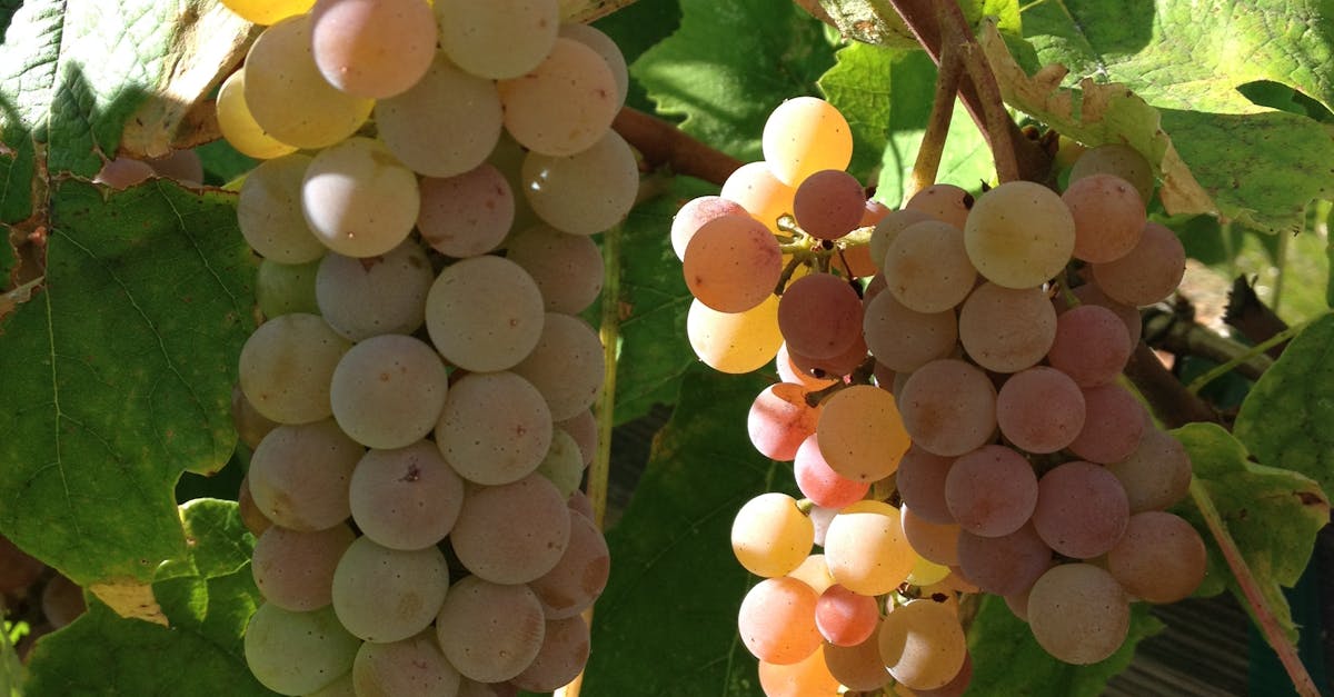 Free stock photo of Grape vines