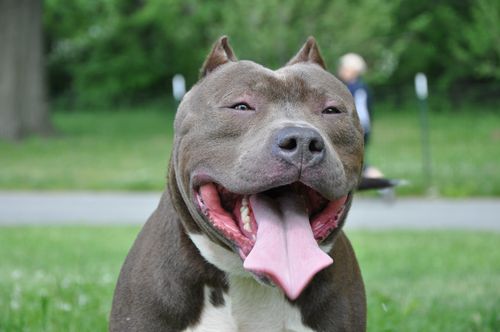 Free Happy pit bull dog with tongue out in a park. Perfect for pet and nature themes. Stock Photo