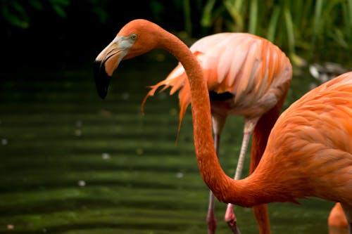 Free stock photo of flamingo