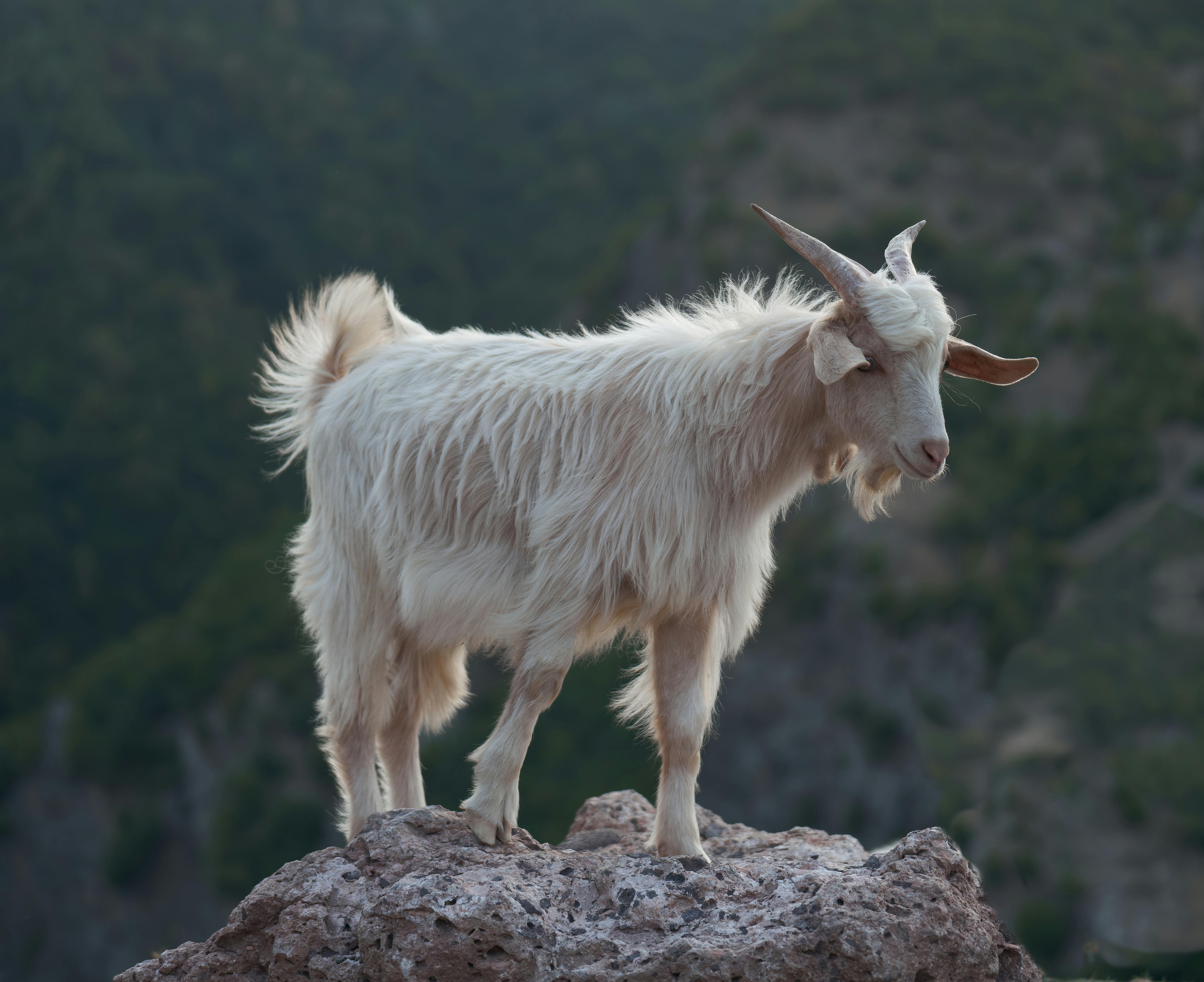Gratuit Chèvre de montagne majestueuse à longue fourrure debout sur un rocher accidenté dans un habitat naturel. Photos