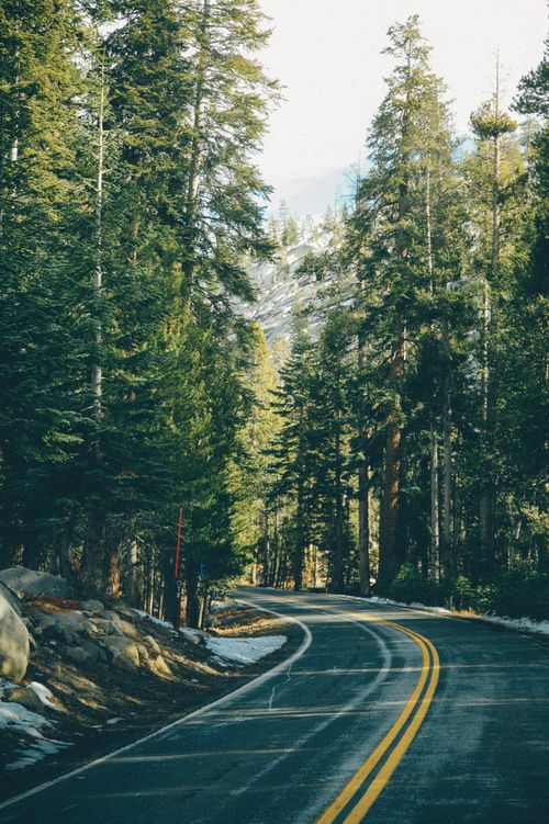 Free A serene curved road winds through a dense forest, showcasing tall evergreen trees and a tranquil atmosphere. Stock Photo