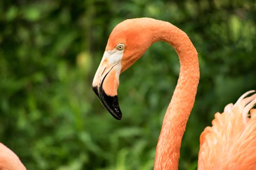 Free stock photo of flamingo