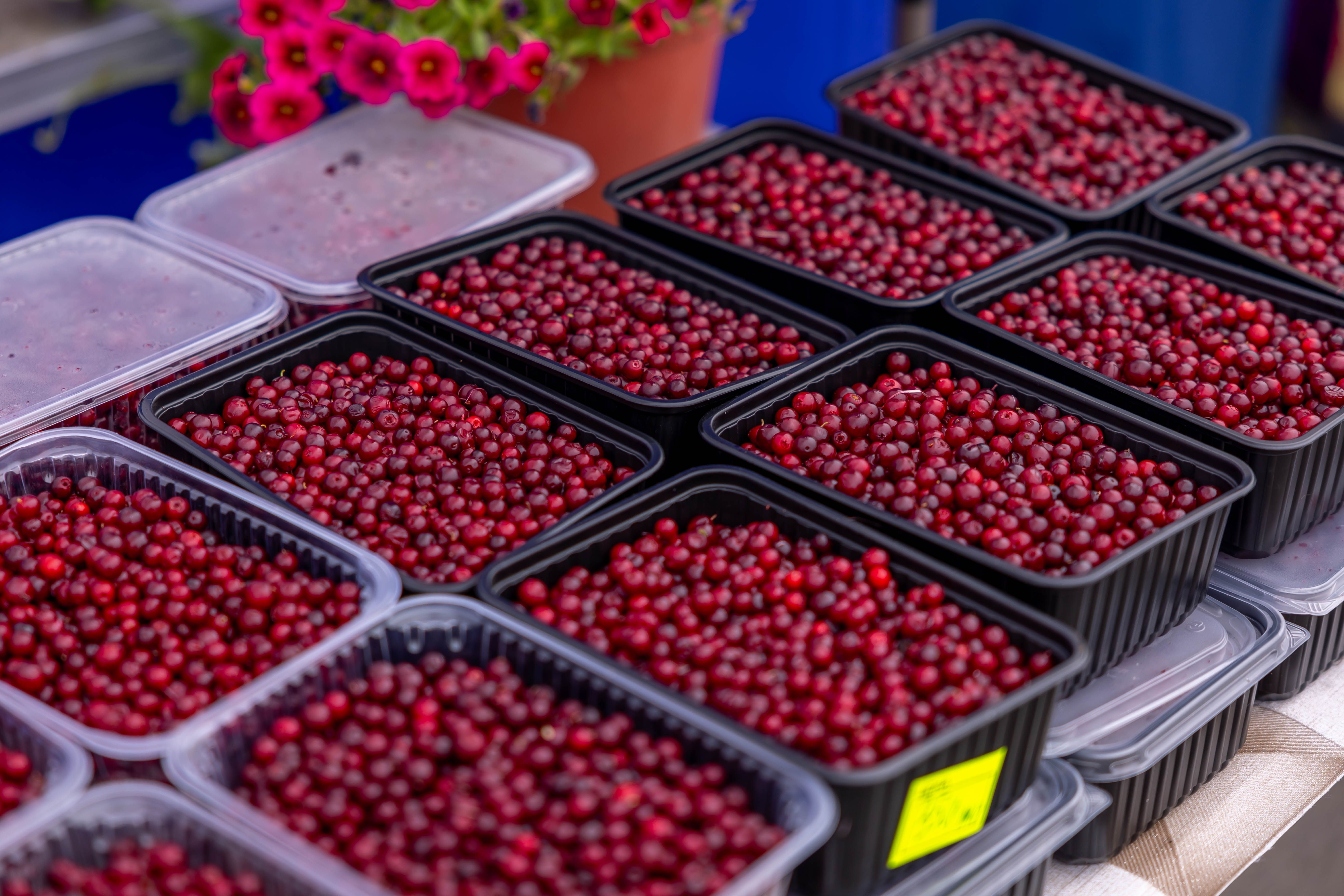Cranberry Juice and Gout: Separating Fact from Fiction