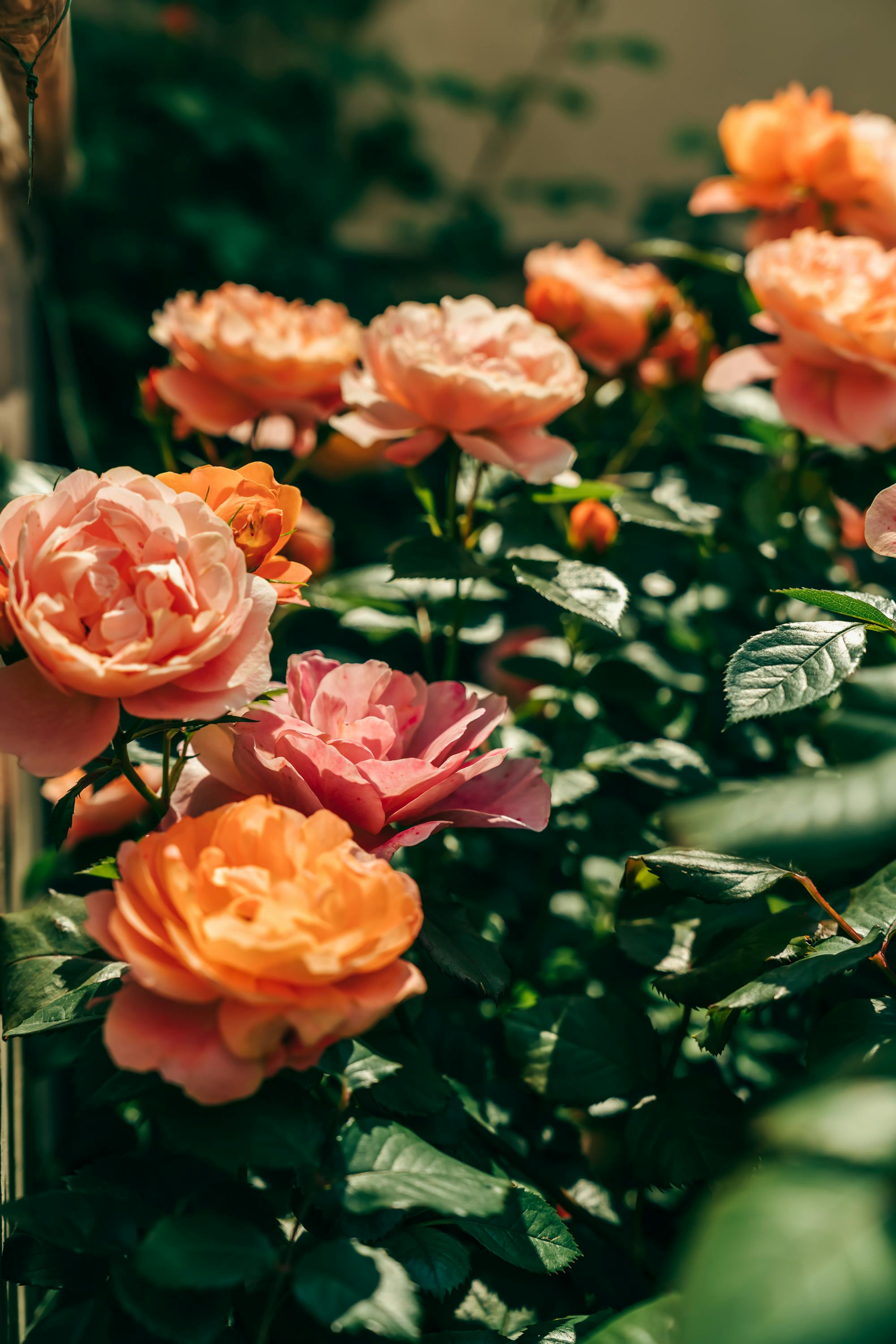 Beautiful close-up of vibrant orange and pink roses in a lush garden setting, showcasing their natural beauty.