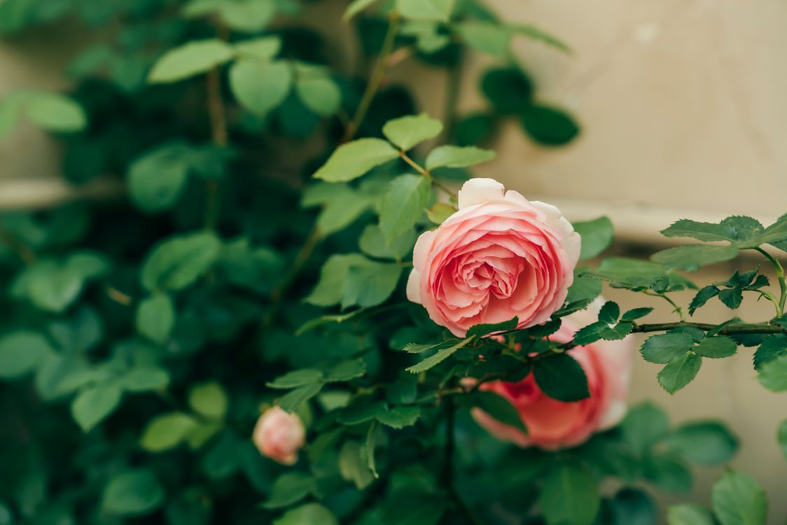 Vibrant Pink Roses Flourishing in Lush Greenery · Free Stock Photo