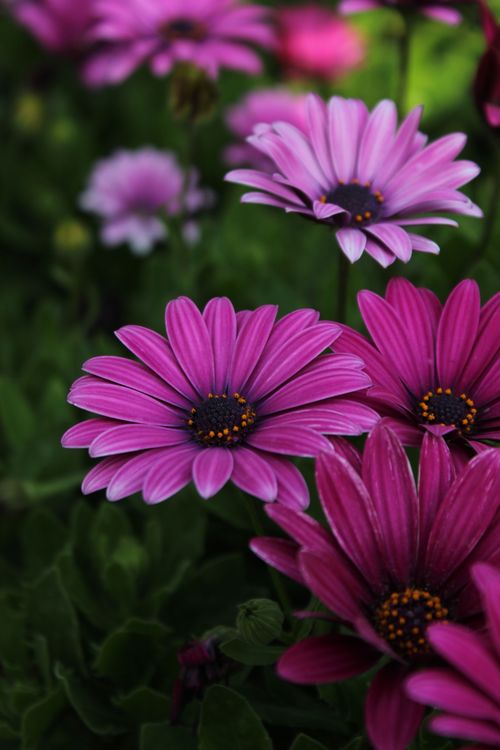 Free Close-up of vibrant purple Osteospermum flowers in bloom against green foliage. Stock Photo