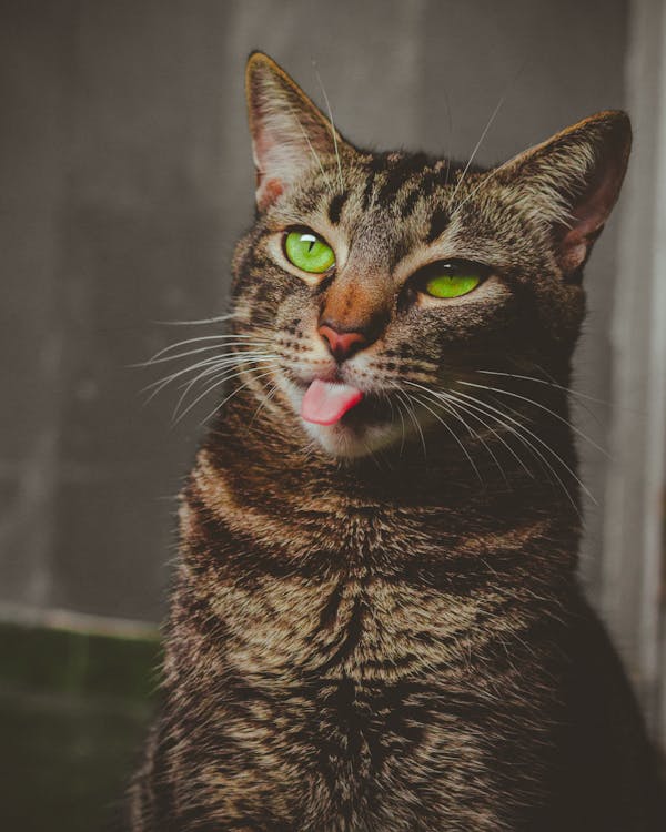 Free Tabby Cat Sticking Its Tongue Out Stock Photo