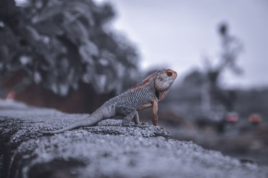 Detailed close-up of an agama lizard on a rock with blurred background.