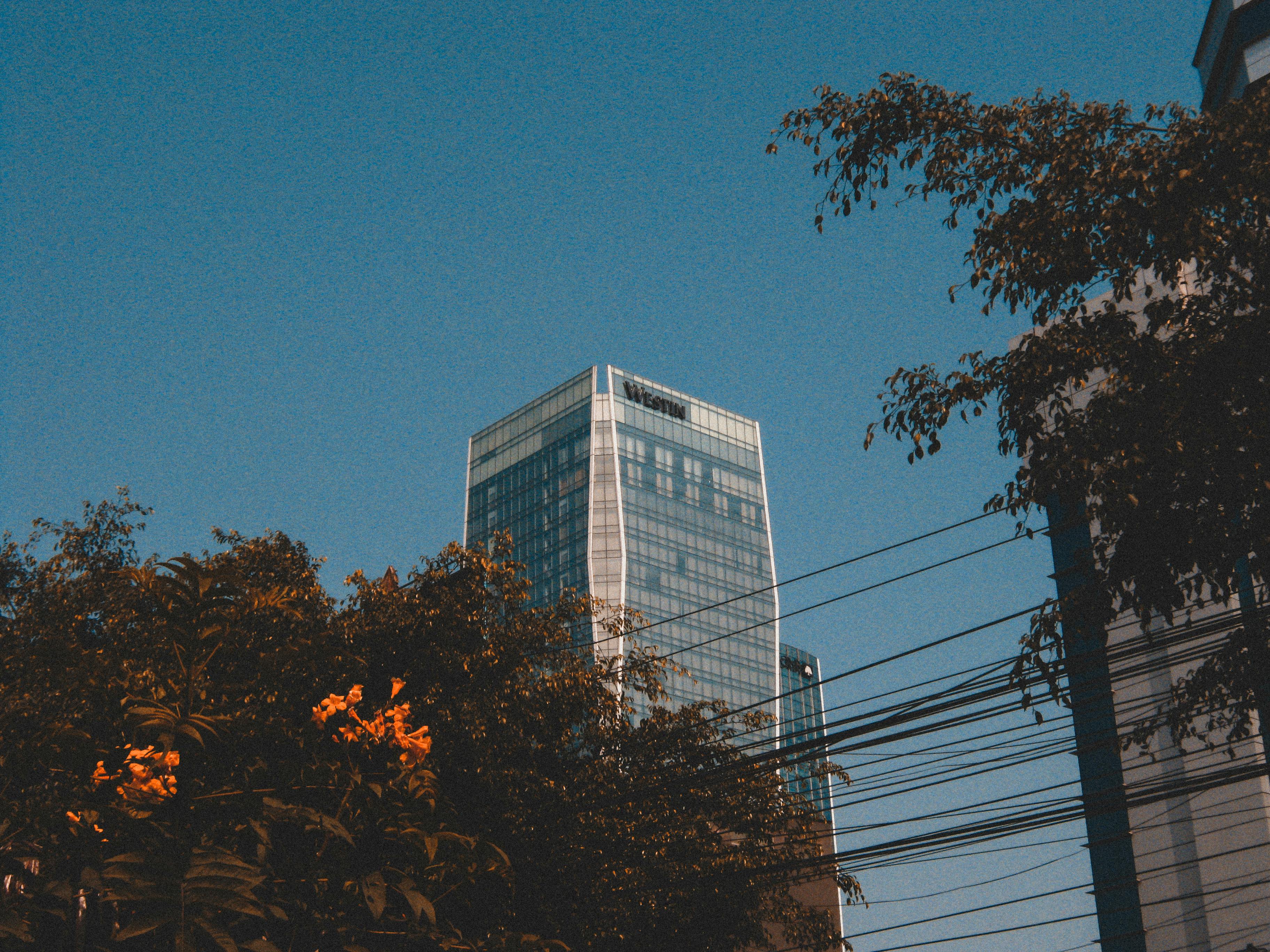 免費 透過樹木和電線，在清澈的藍天下看到高聳的摩天大樓。 圖庫相片