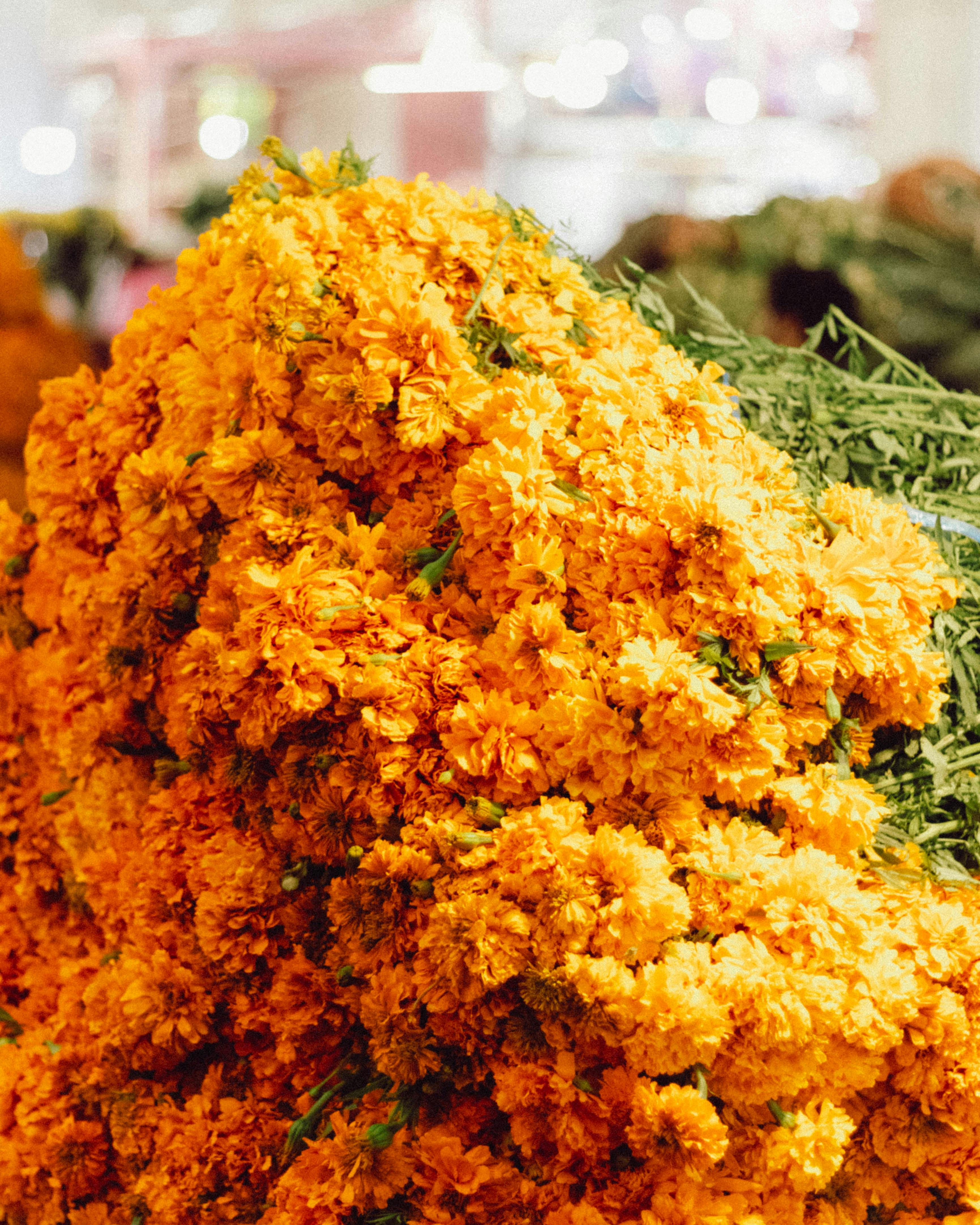 vibrant cempasuchil flowers in mexican market