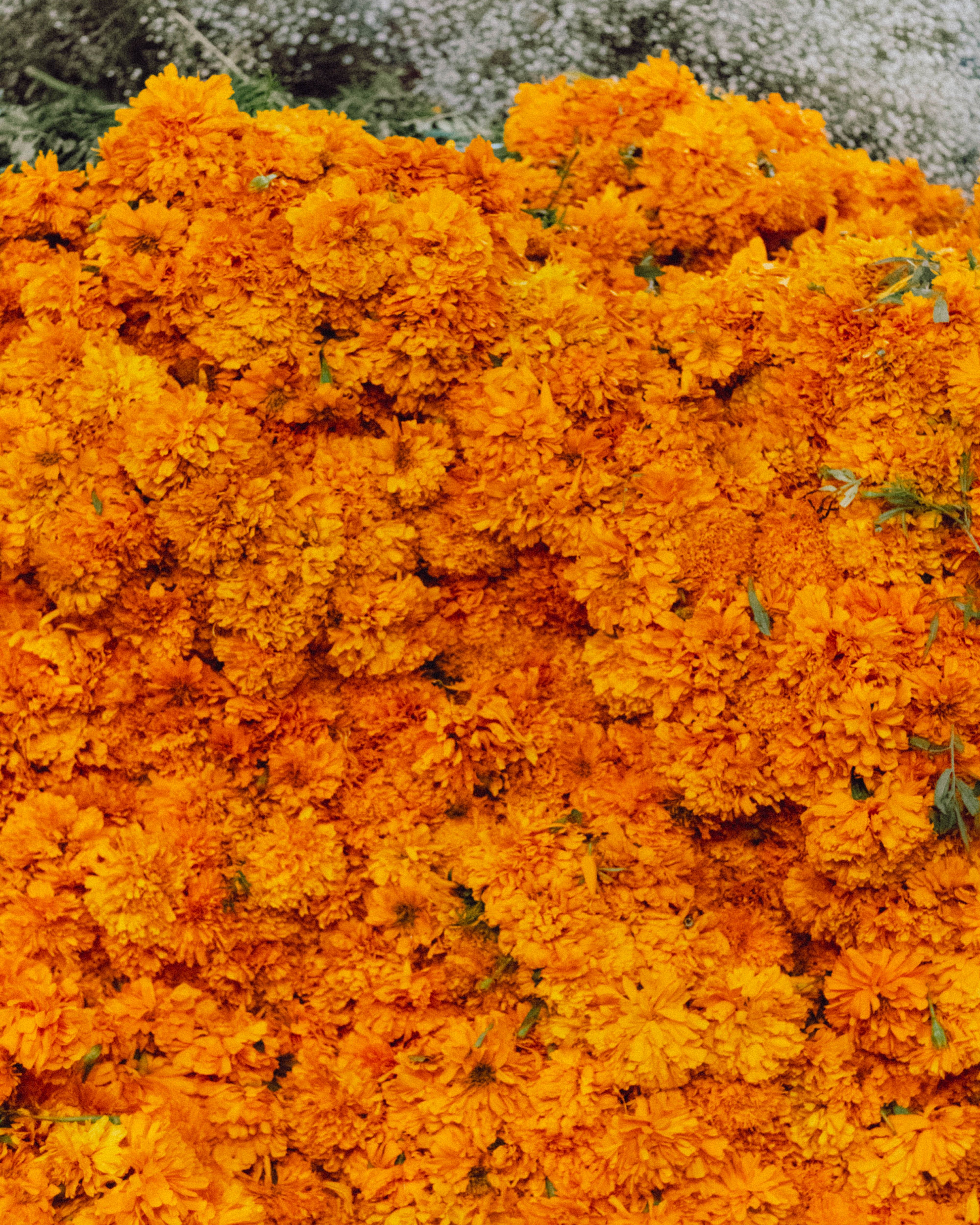 vibrant cempasuchil flowers in mexico city market