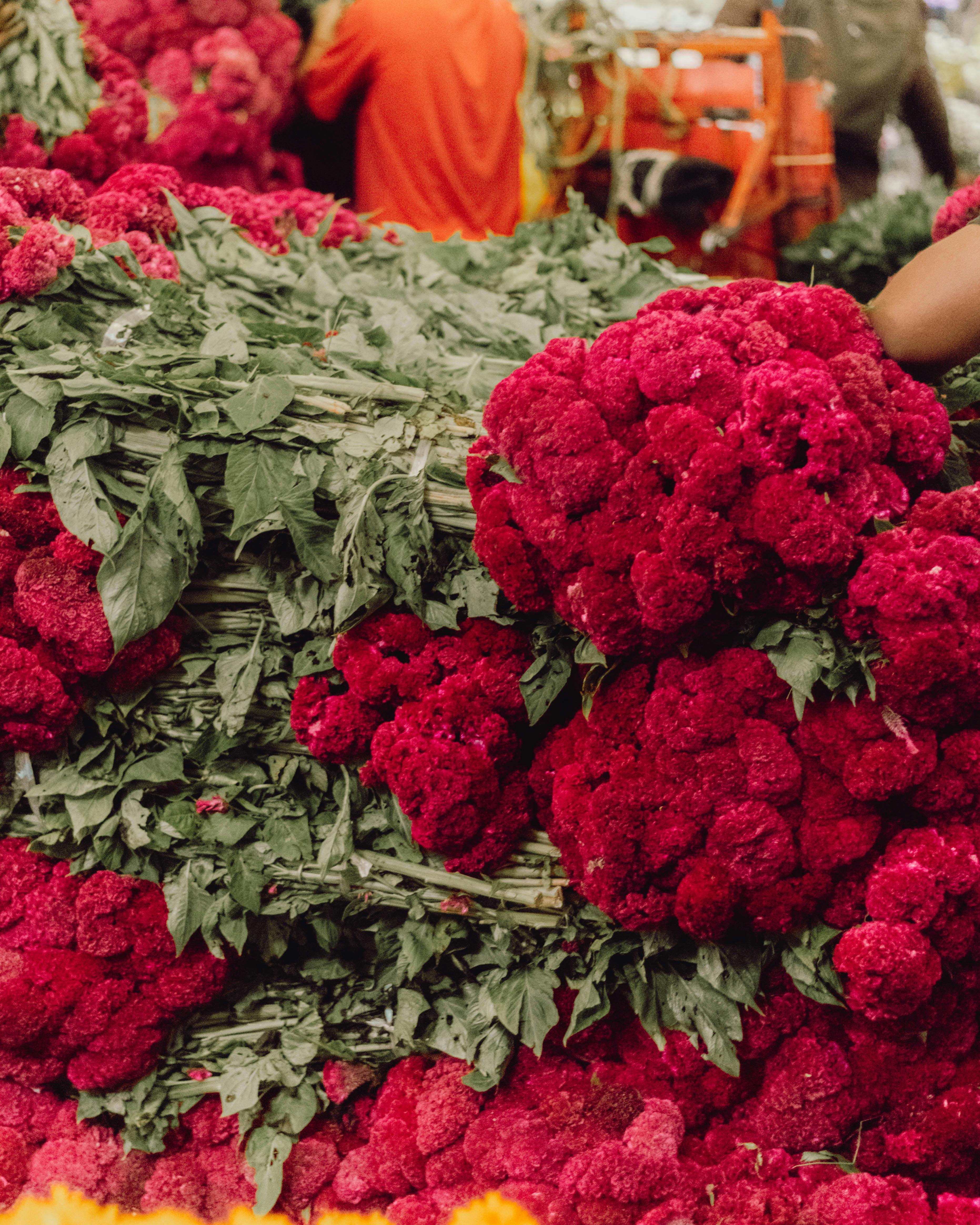 Pronósticos y Apuestas Seguras para los Partidos de Liga MX Hoy: ¡No Te Pierdas Estas Oportunidades!