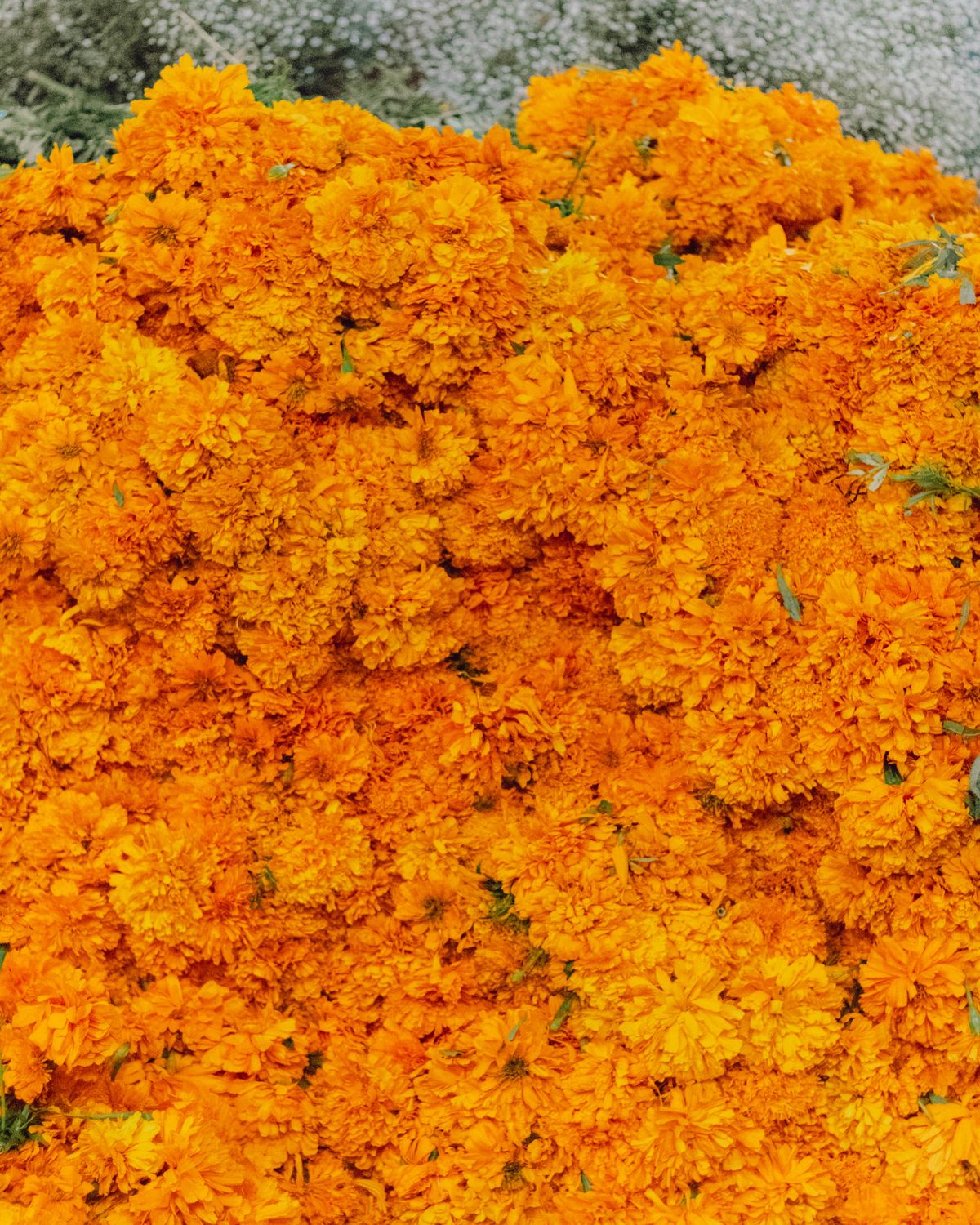 Vibrant marigold flowers symbolizing Día de Muertos traditions in Mexico City market.