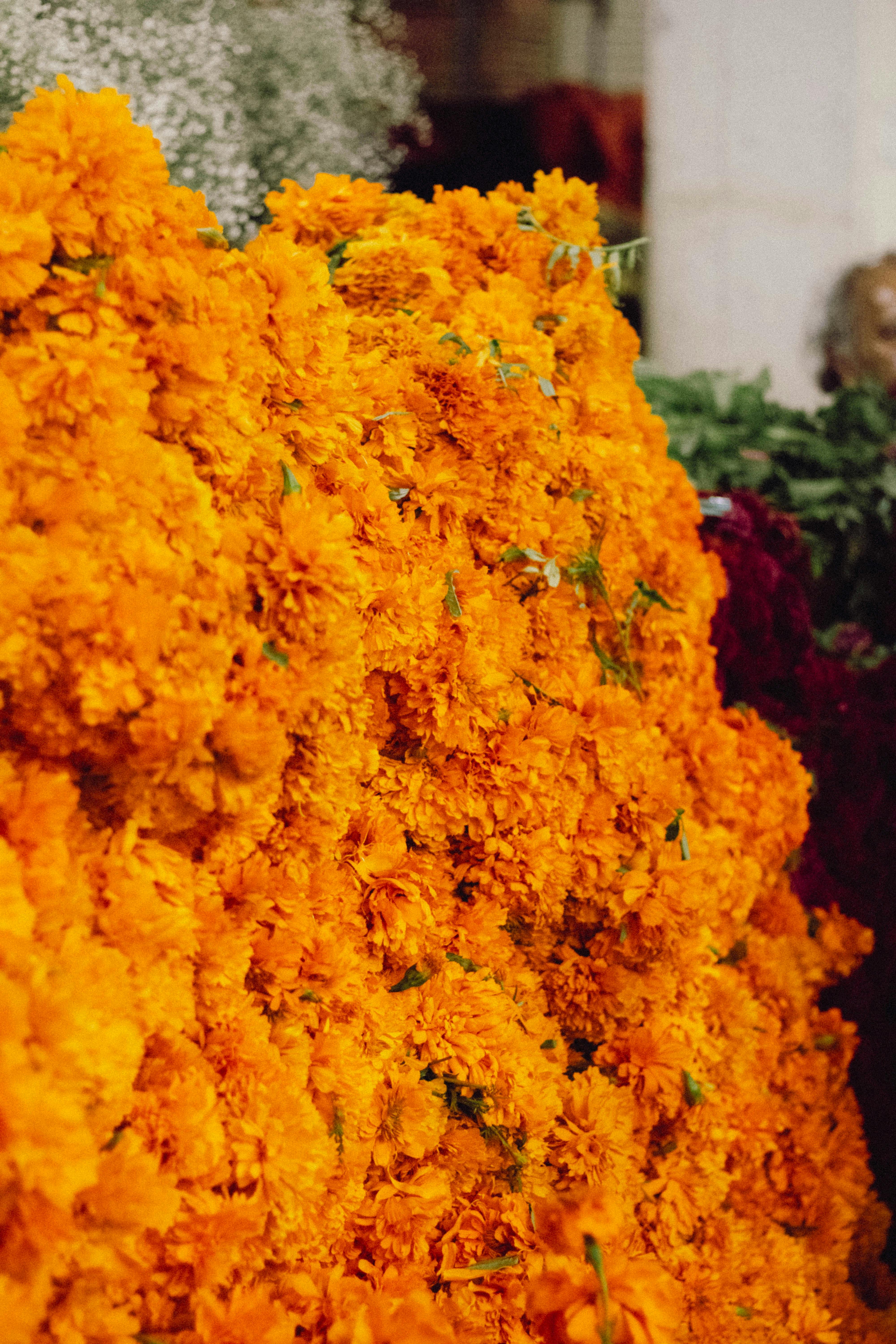 vibrant cempasuchil flowers in mexico city market