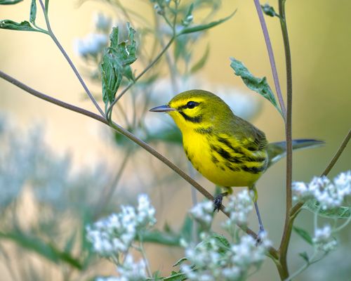 Free A vibrant Prairie Warbler perched on a branch among green leaves, captured in Dover, Tennessee. Stock Photo