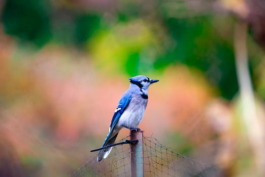 Vibrant blue jay on a fence against a colorful autumn background.