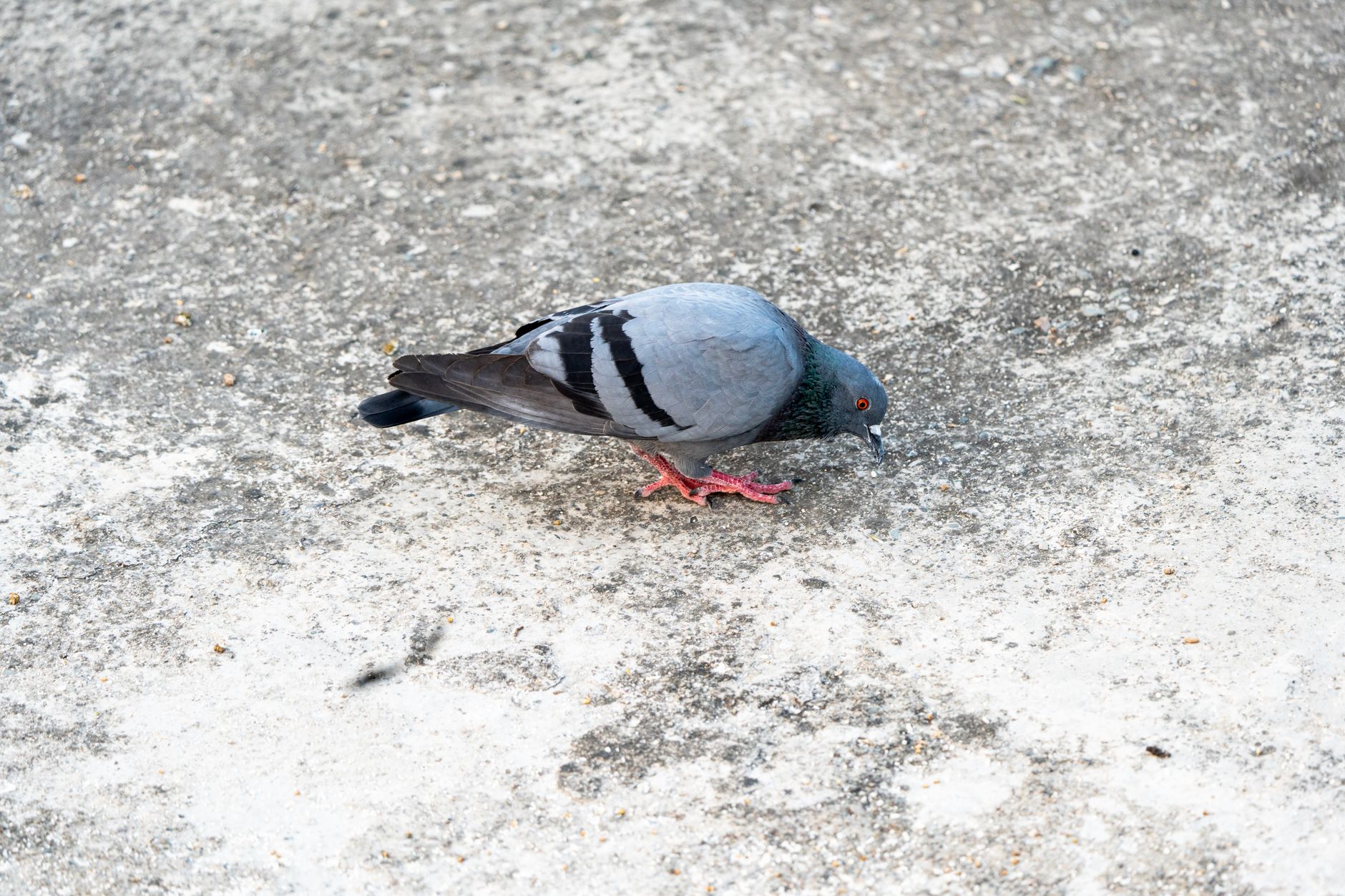Close-up of a pigeon searching for food on a concrete surface, showcasing urban wildlife.