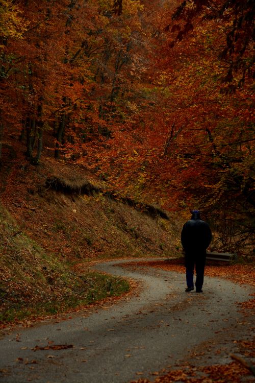 Free A lone figure strolls down a winding path surrounded by vibrant autumn foliage. Stock Photo