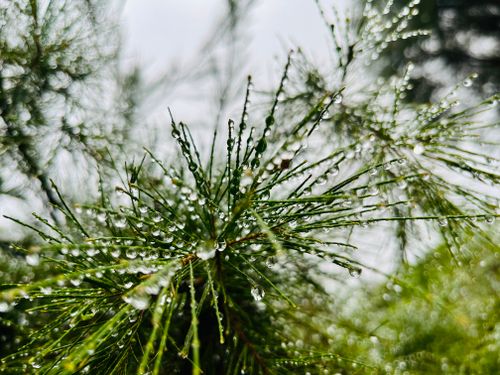Free Close-up of dew-covered bottlebrush leaves, capturing nature's detail in Nairobi, Kenya. Stock Photo