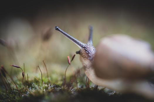 Detailed macro photograph of a snail crawling over moss, showcasing its shell and antennae.
