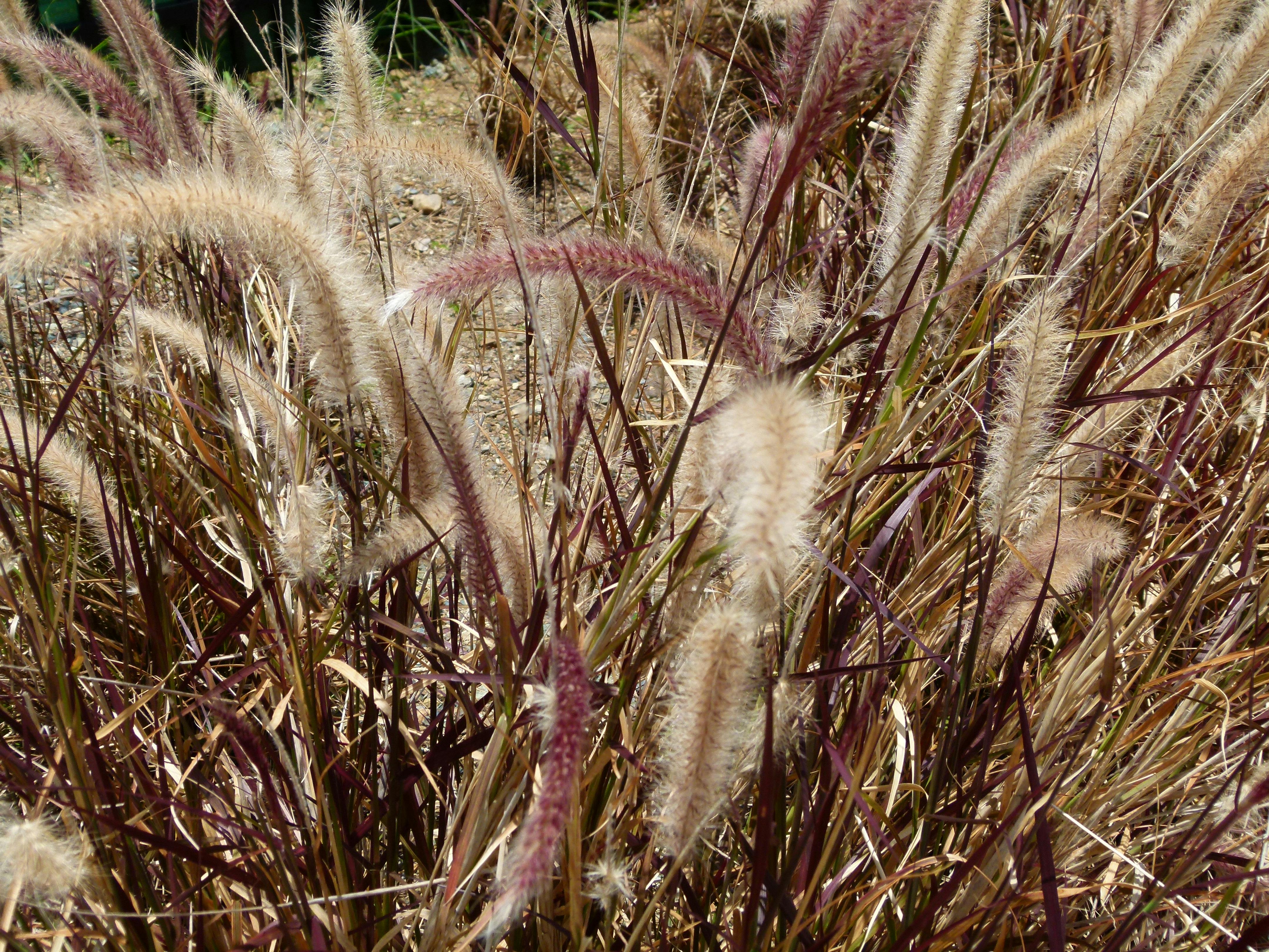 Free stock photo of Dried weed