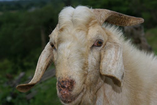 Free stock photo of domestic goat Stock Photo