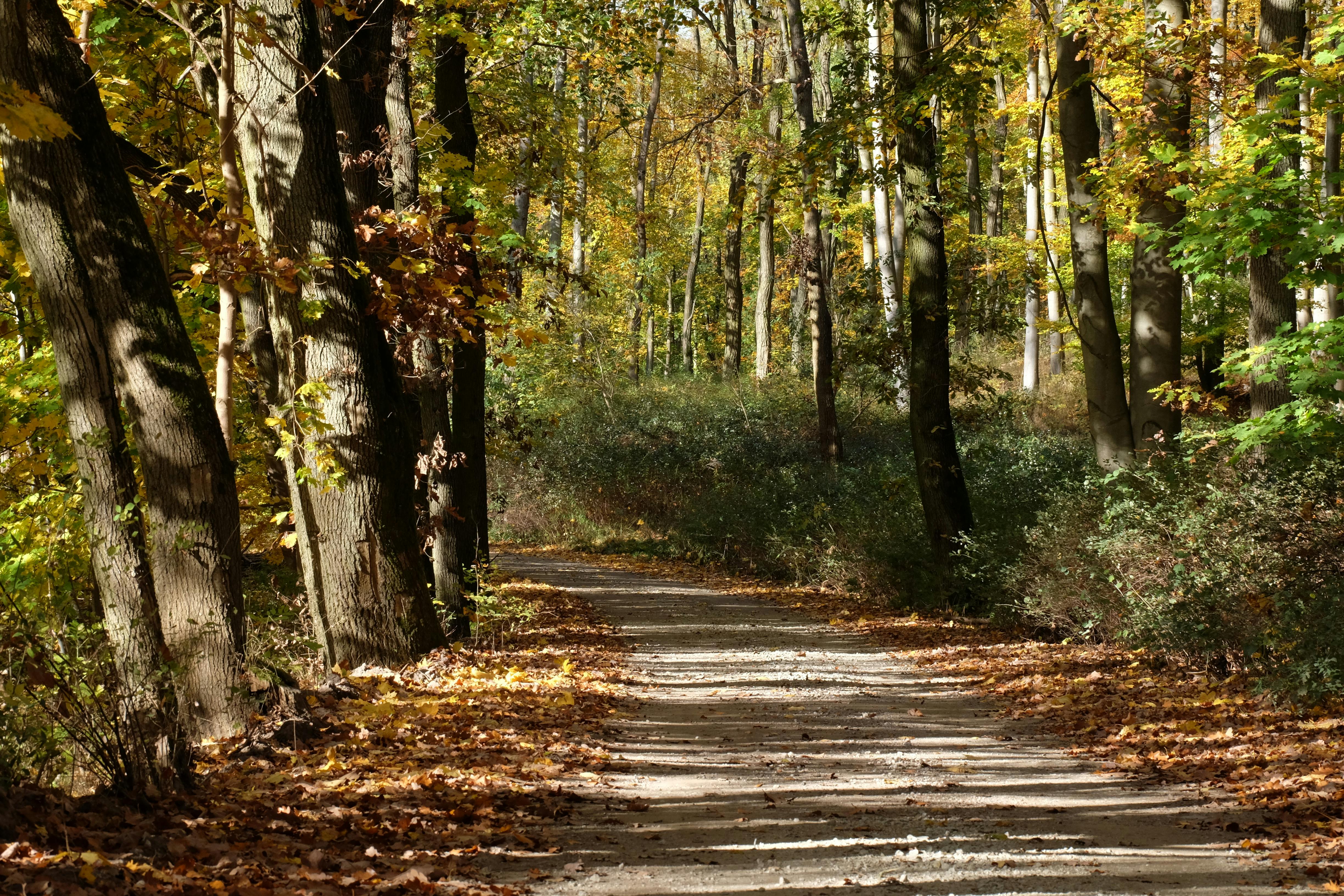 DuPage Forest Preserve executive director leaving for city manager job in Florida — Photo by Roman Biernacki on Pexels