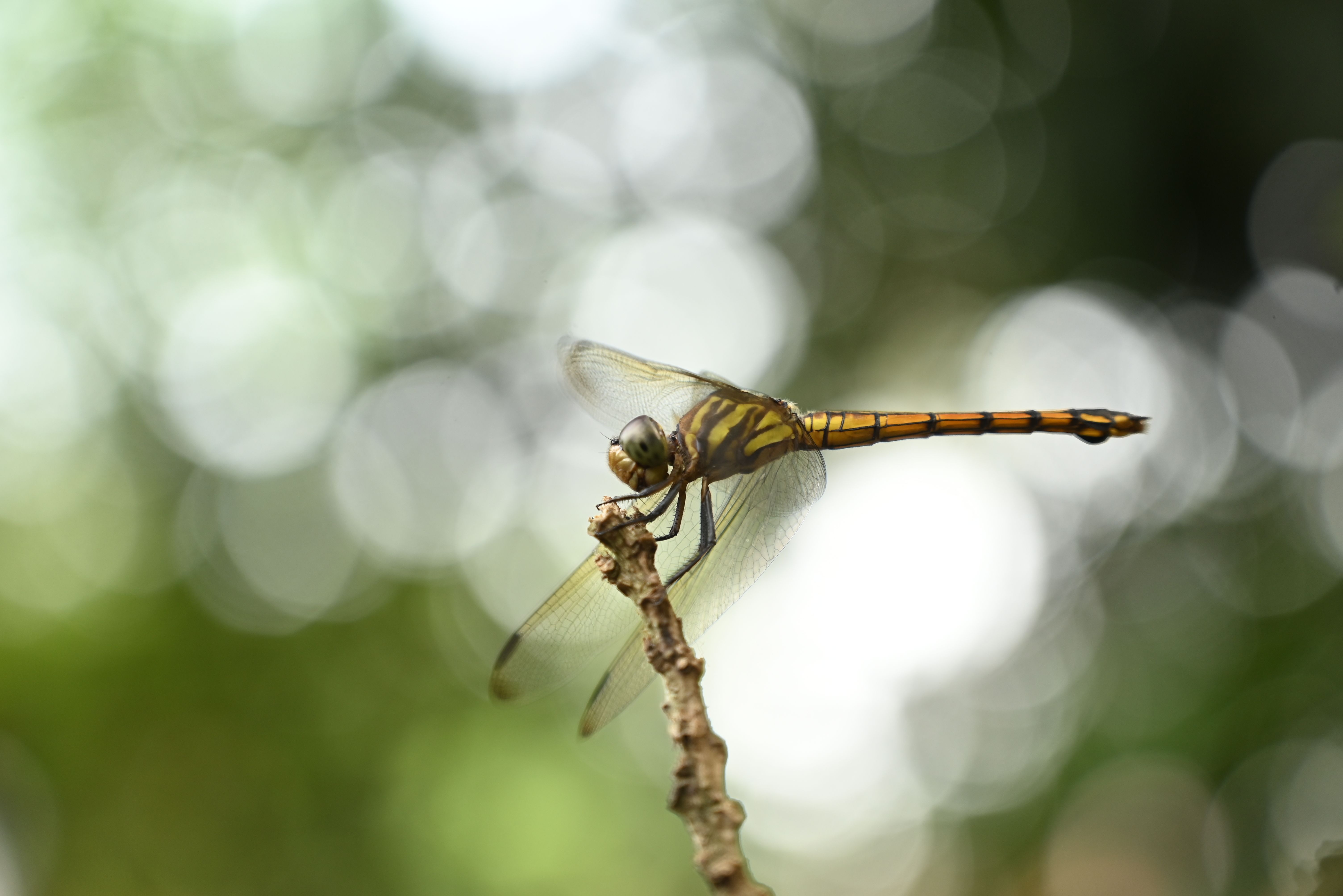 Geen Probleem Photos, Download The BEST Free Geen Probleem Stock Photos ...