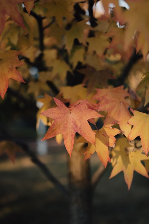 Free Close-up of vibrant autumn foliage with warm tones in an outdoor setting. Stock Photo