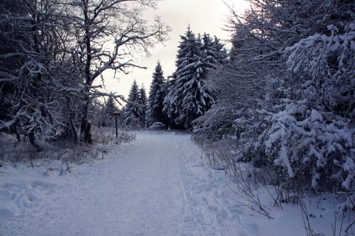Free A tranquil winter walkway through a snow-covered forest, surrounded by trees. Stock Photo