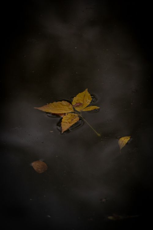 Free A single yellow leaf floats on a dark, reflective water surface, embodying autumn's essence. Stock Photo