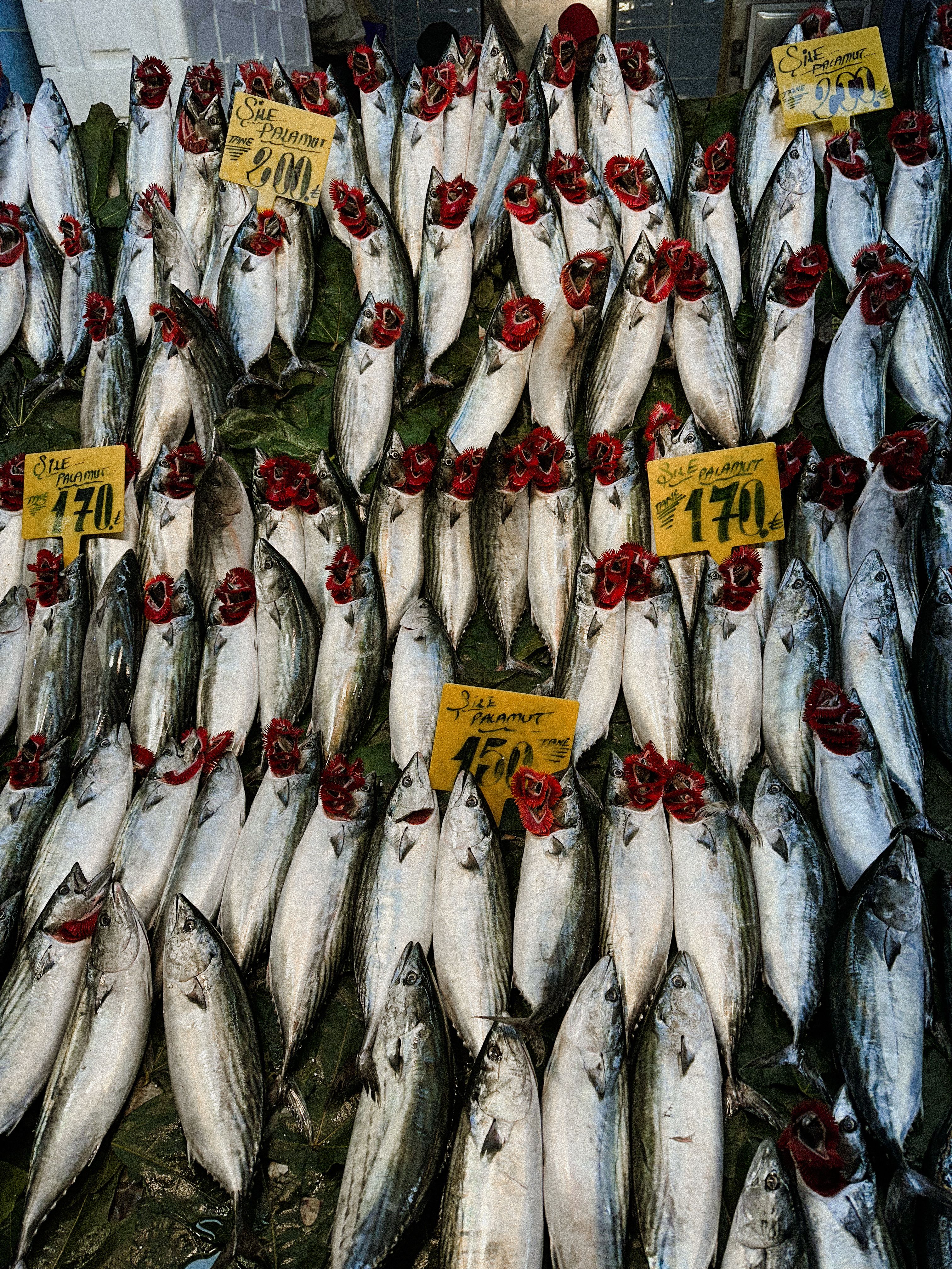 Fresh fish display on a market stall · Free Stock Photo