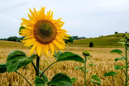 Free stock photo of cereals, field, meadow