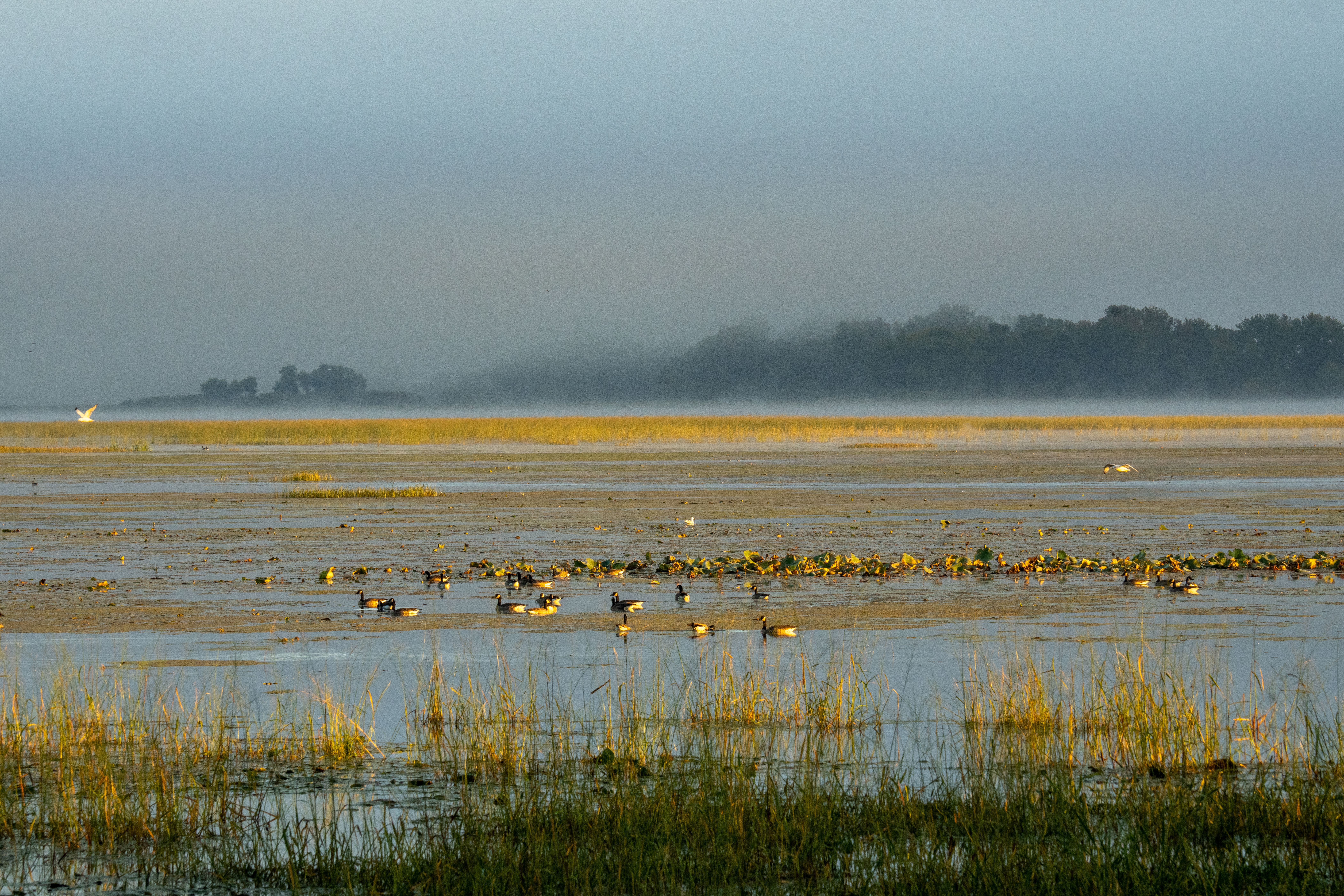 Pian di Spagna Nature Reserve