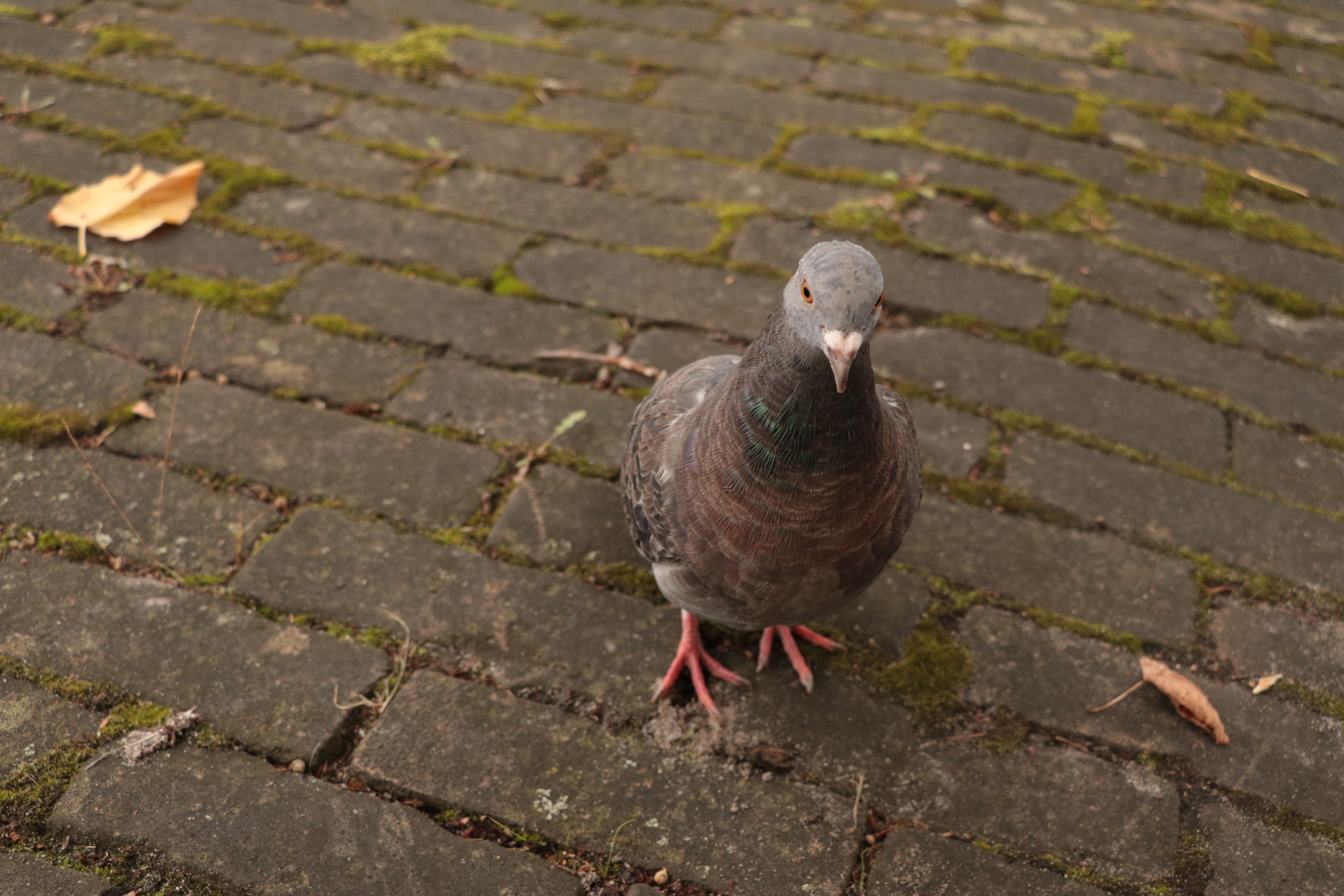 Close-up of Pigeon on Cobblestone Path · Free Stock Photo