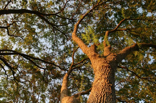 The Golden Ratio in Nature