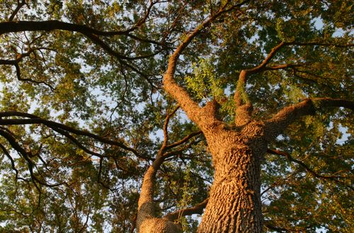 Free Upward view of a grand tree canopy with sunlight filtering through leaves during golden hour. Stock Photo