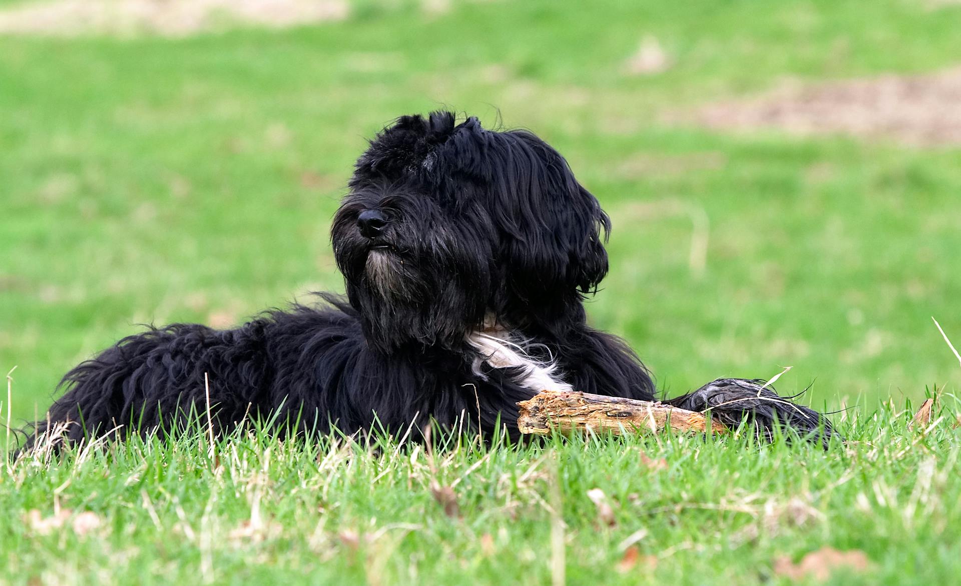 Tibetan Terrier