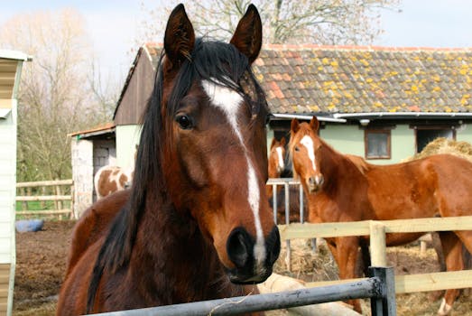 Primo piano di cavalli marroni in una fattoria a Bristol, in Inghilterra, che mette in mostra la vita rurale e la bellezza degli animali.