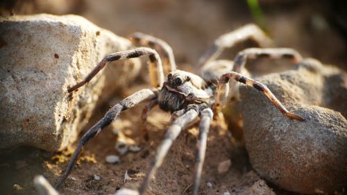 Free Detailed photo of a spider with legs spread, crawling among rocks in a natural setting. Stock Photo