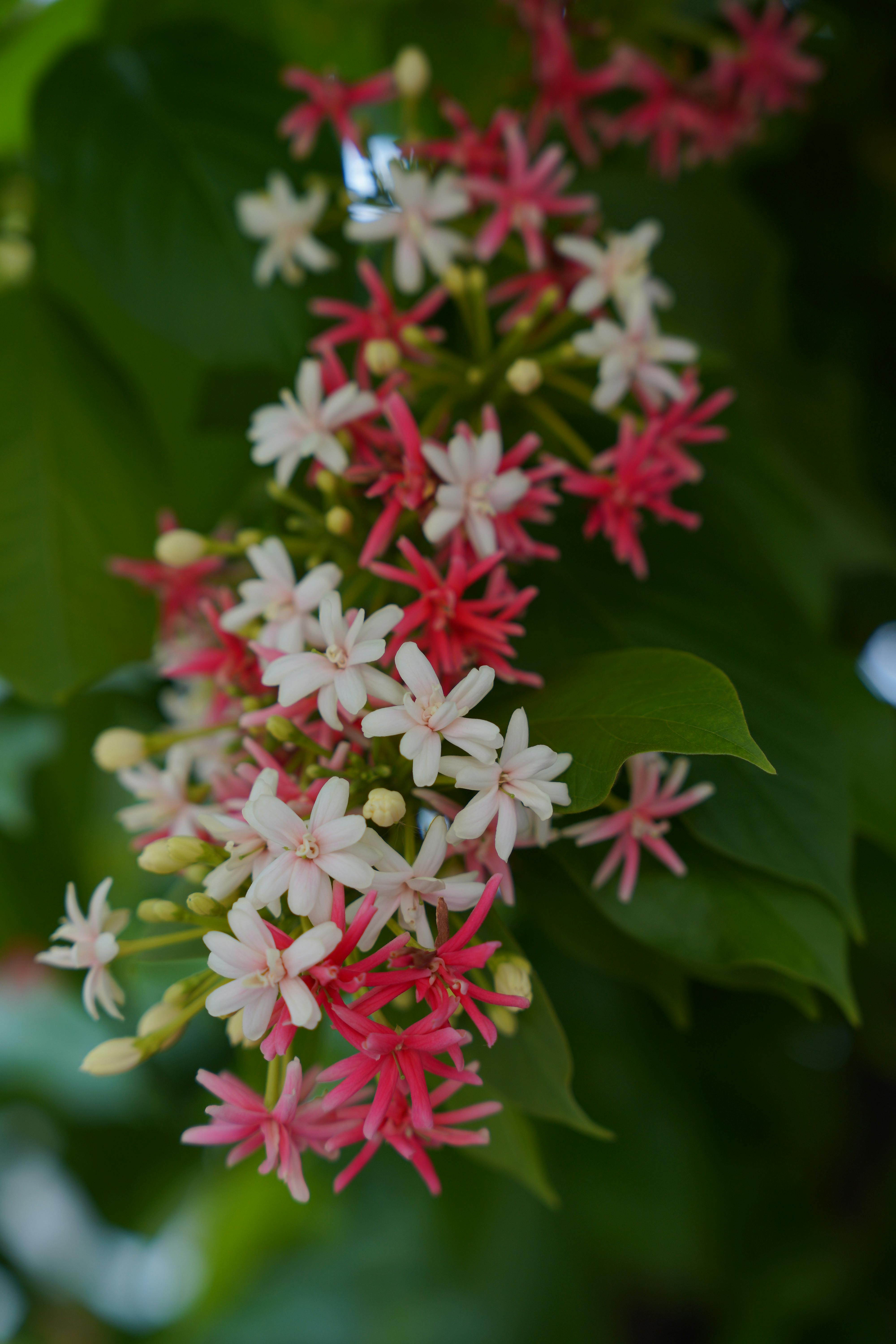 [ColoSach]-close-up-of-red-and-white-rangoon-creeper-flowers-with-lush-green-leaves.