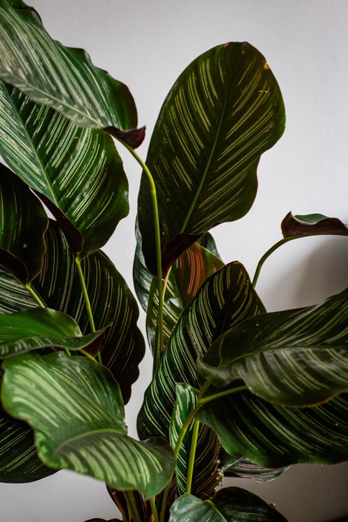 Free Close-up of a vibrant Calathea plant showcasing its distinctive striped leaves indoors. Stock Photo