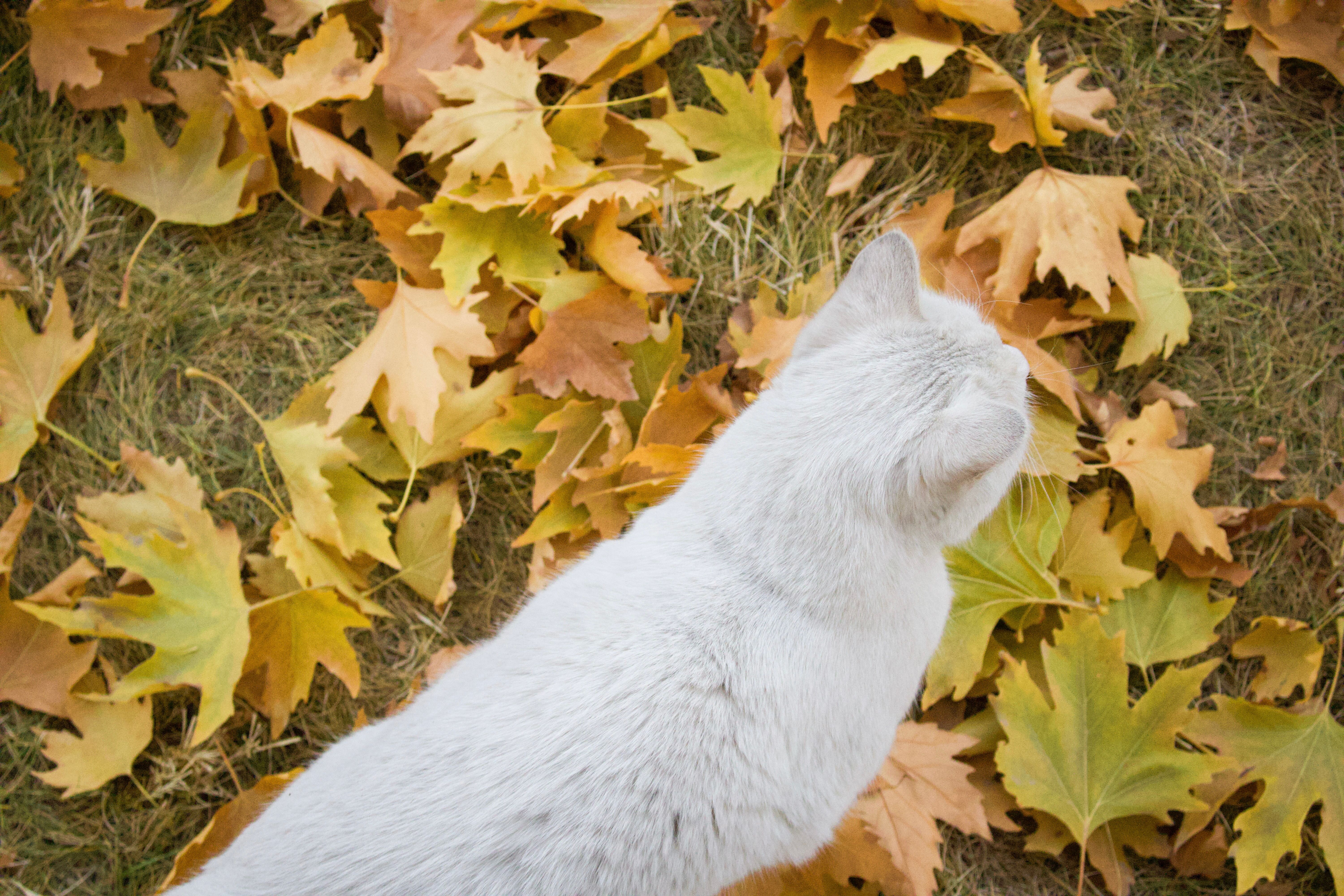 White cat exploring autumn leaves outdoors · Free Stock Photo
