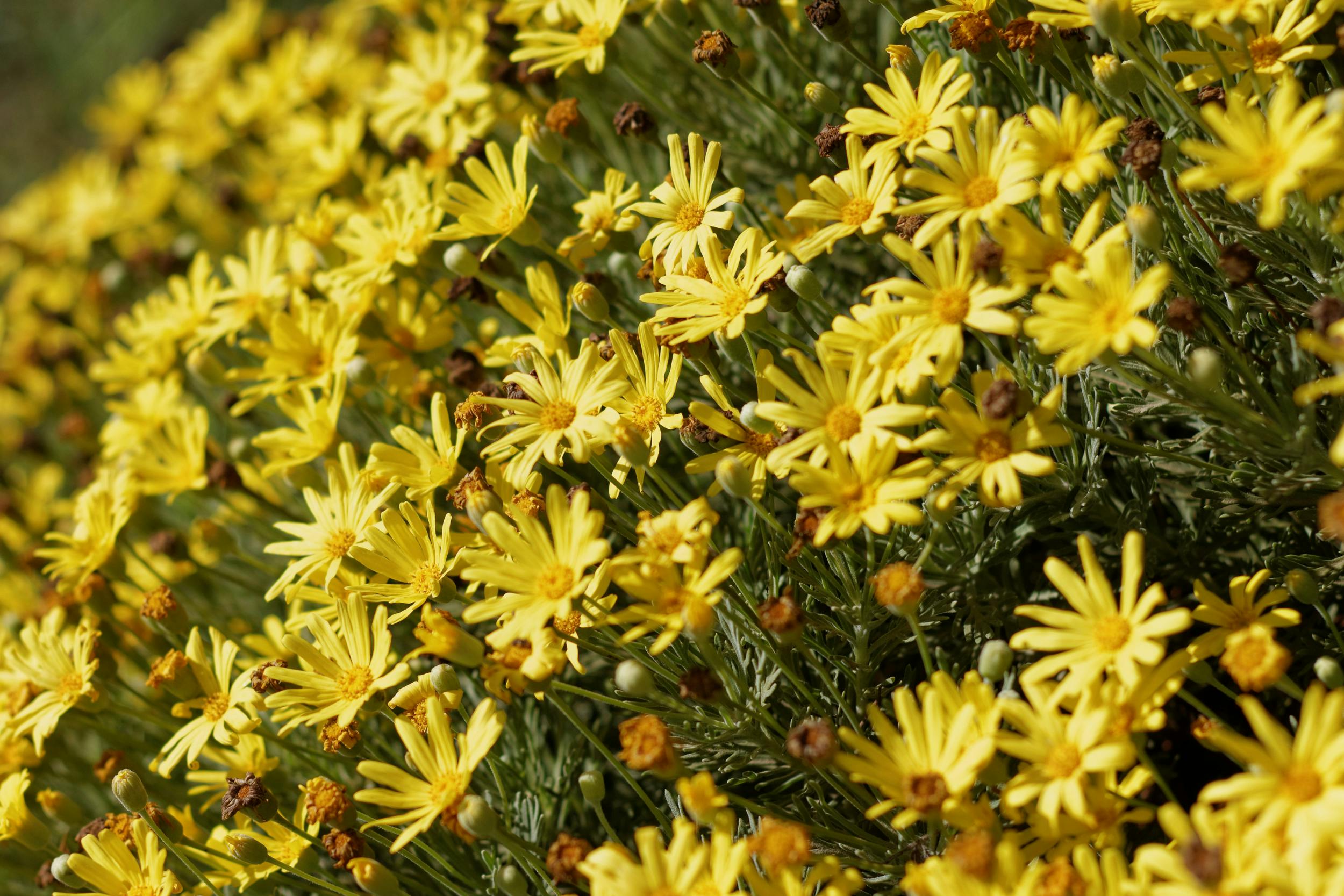 Bright yellow daisies flourishing in a garden in Wellington, South Africa.